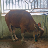 /media/orig/IDN-Cow-Donation.jpg