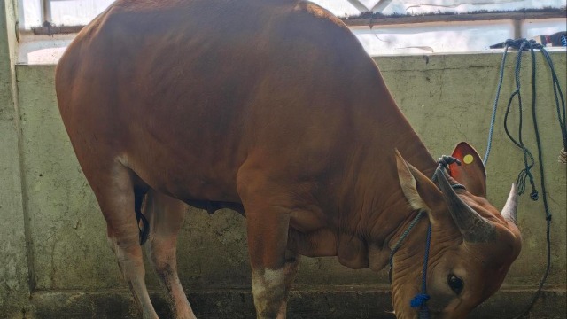 Gereja Menyumbangkan Sapi untuk Memberi Makan Mereka yang Membutuhkan Selama Hari Raya Kurban Umat Muslim