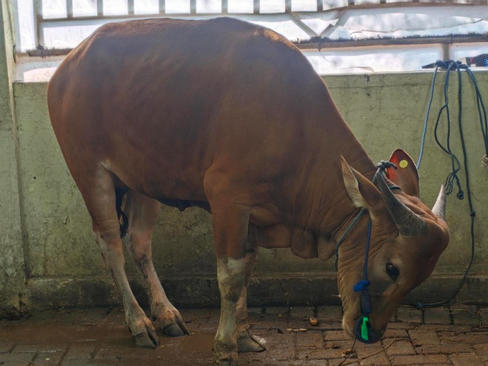 IDN-Cow-Donation.jpg